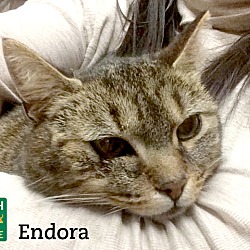 Thumbnail photo of Endora #3