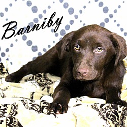Thumbnail photo of Barniby~adopted! #1