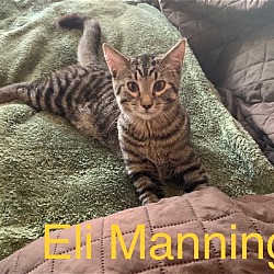 Thumbnail photo of Eli Manning #2