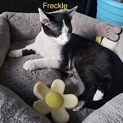 Thumbnail photo of Freckle #2