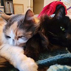 Thumbnail photo of Maggie and Delilah #1