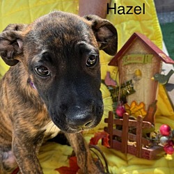 Photo of Hazel-Purple