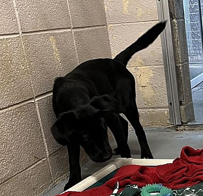 Troutdale, Or - Labrador Retriever. Meet Beautiful A Pet For Adoption 