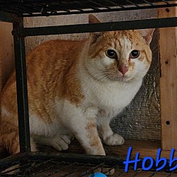 Thumbnail photo of Hobbe #3