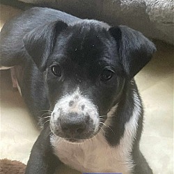 Photo of Bailey - 11 week old male lab mix - AVL 5/23