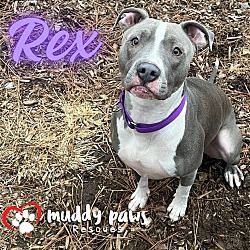 Photo of Rex