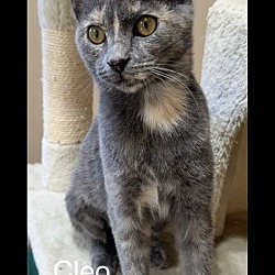 Thumbnail photo of Cleo #1