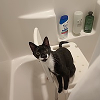 adopt a pet