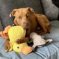 adopt a pet