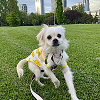 adopt-pet