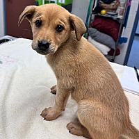 adopt a pet