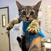 adopt a pet