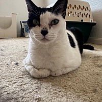 adopt a pet