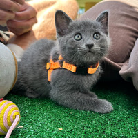 adopt a pet