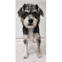 adopt-pet