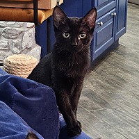 adopt-pet