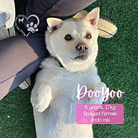 adopt-pet