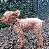 adopt-pet