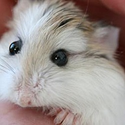 Thumbnail photo of Dwarf Hamster #1