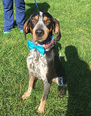 blue tick hound for sale ohio