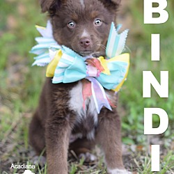 Thumbnail photo of Bindi #4