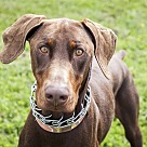 Doberman Puppies - Dobernman Rescue and Adoption Near You