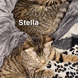 Photo of Stella & Roxie