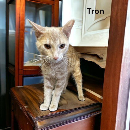 Photo of Tron