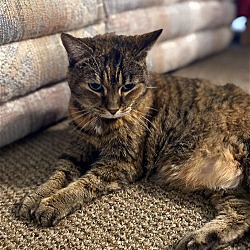 Thumbnail photo of MISS KITTY - Offered by Owner - Sweet Senior #2