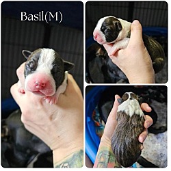 Thumbnail photo of Basil #1