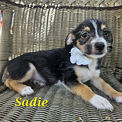 Thumbnail photo of Sadie #1