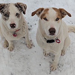 bonded pet photo