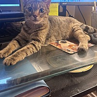 adopt a pet