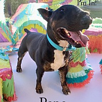adopt a pet