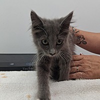 adopt a pet