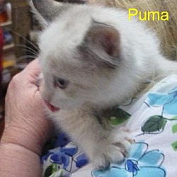 Thumbnail photo of Puma #1