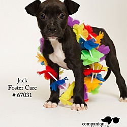 Thumbnail photo of Jack (Foster) #4