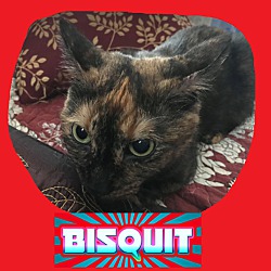 Photo of Bisquit