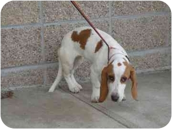 brittany basset hound