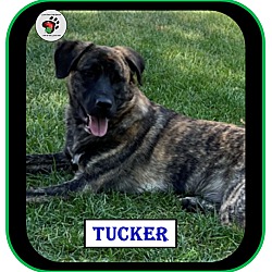 Thumbnail photo of Tucker #4