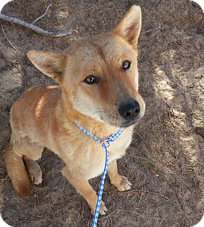 Apple Valley Ca Shiba Inu Meet Jessa A Pet For Adoption