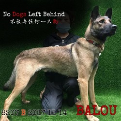 Thumbnail photo of Balou 8207 #2