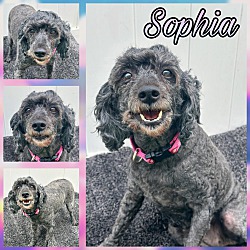 Photo of Sophia