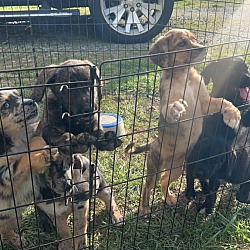 Thumbnail photo of 6 puppies #2
