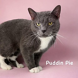 Photo of Puddin' Pie