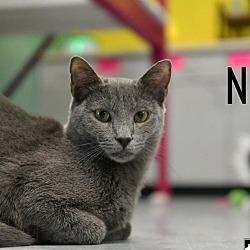 Thumbnail photo of Nova #1