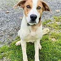 adopt-pet