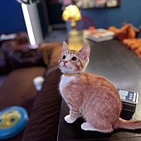 adopt a pet