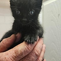adopt-pet