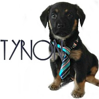 unbreakable bullies rescue